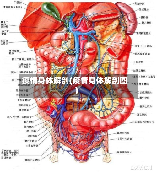 疫情身体解剖(疫情身体解剖图)-第2张图片